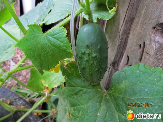 16 ����: ���-������