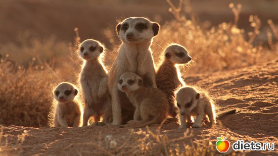 1 ����: Animals
