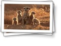Animals