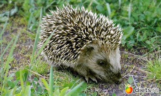 2 ����: Animals