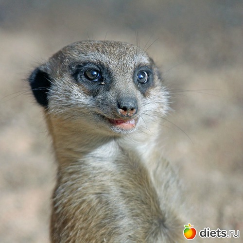 4 ����: Animals