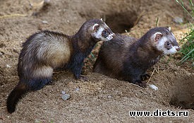 Animals