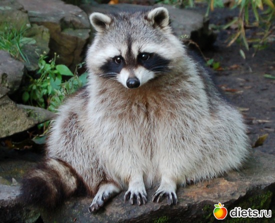 6 ����: Animals