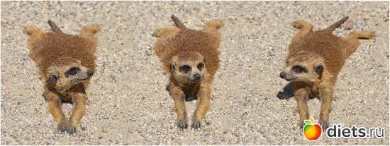 7 ����: Animals