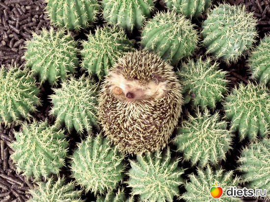 8 ����: Animals
