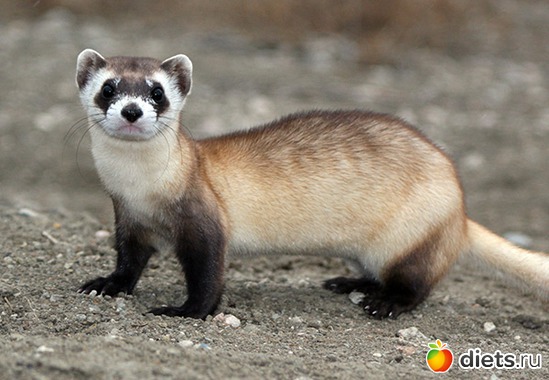 9 ����: Animals