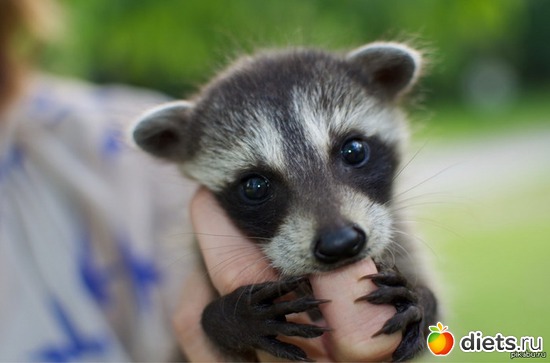 11 ����: Animals