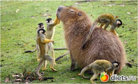Animals