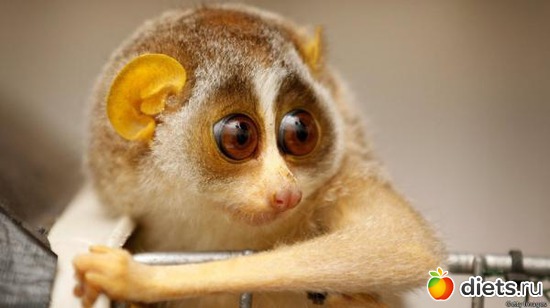 23 ����: Animals