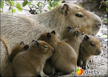 Animals