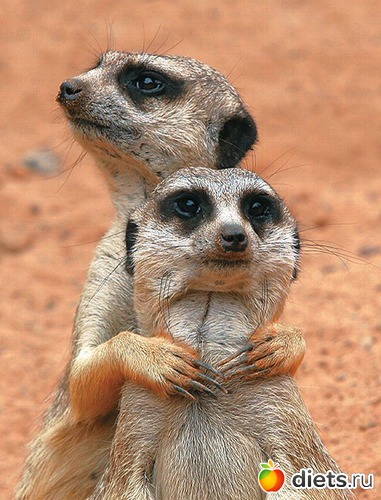 25 ����: Animals