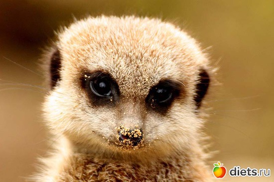 27 ����: Animals