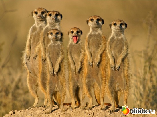 28 ����: Animals