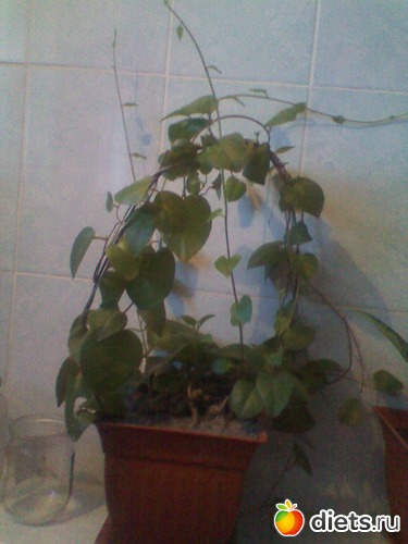 15 фото: мои цветочки