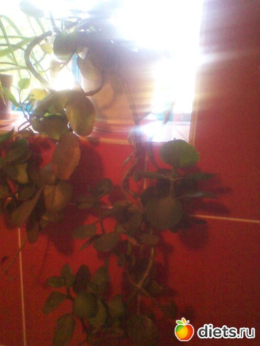 17 фото: мои цветочки