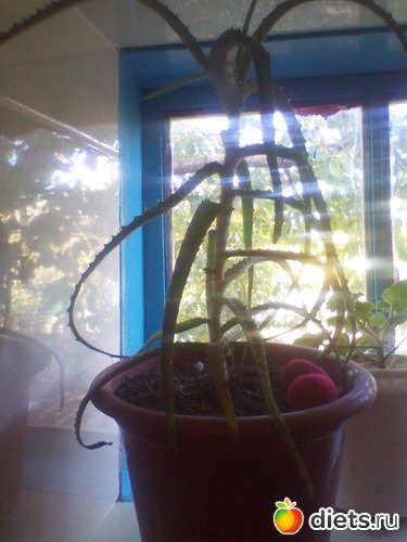 алоэ, альбом: мои цветочки