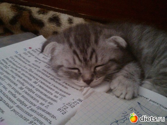 Уморилась, альбом: Наши животинки