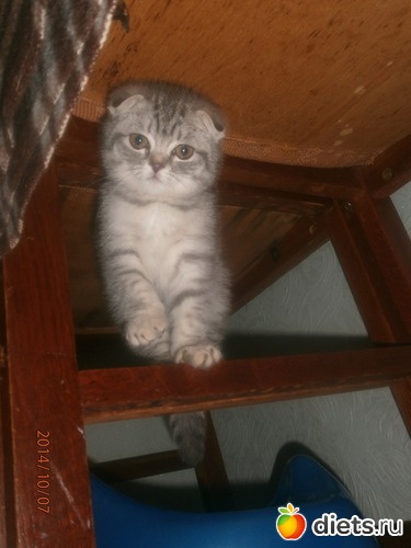 Ку-КУ, альбом: Наши животинки