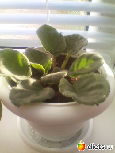 фиалка, альбом: мои цветочки