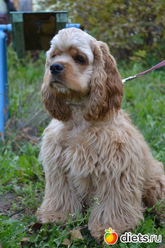 Дамар.Вот, какой я красивый!, альбом: Верный способ похудеть!