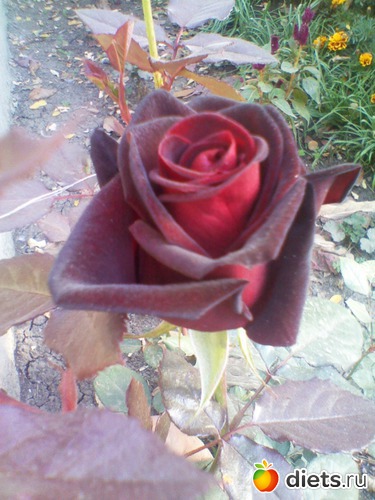 25 фото: мои цветочки