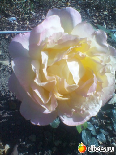 26 фото: мои цветочки