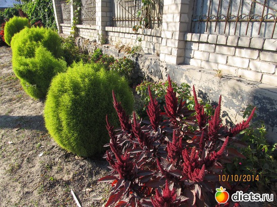 100 ����: �����-����-����� 2013 - 2015