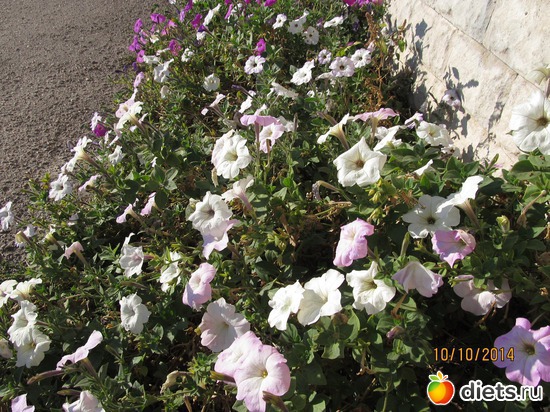 101 ����: �����-����-����� 2013 - 2015