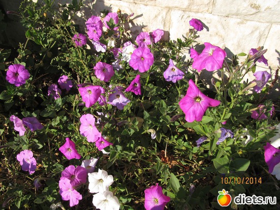 102 ����: �����-����-����� 2013 - 2015