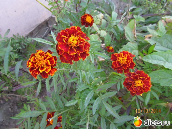 103 ����: �����-����-����� 2013 - 2015