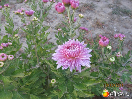 104 ����: �����-����-����� 2013 - 2015