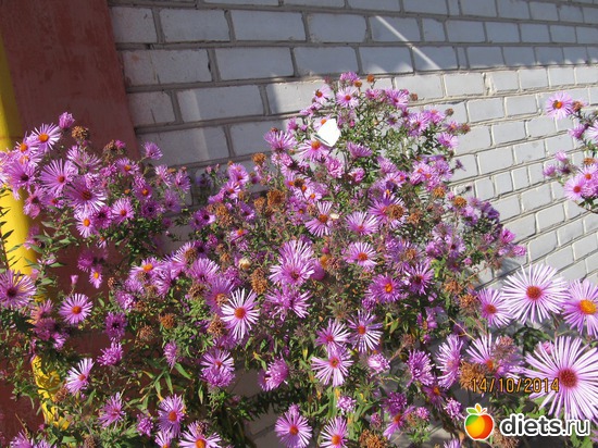 105 ����: �����-����-����� 2013 - 2015