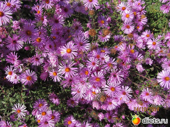 106 ����: �����-����-����� 2013 - 2015