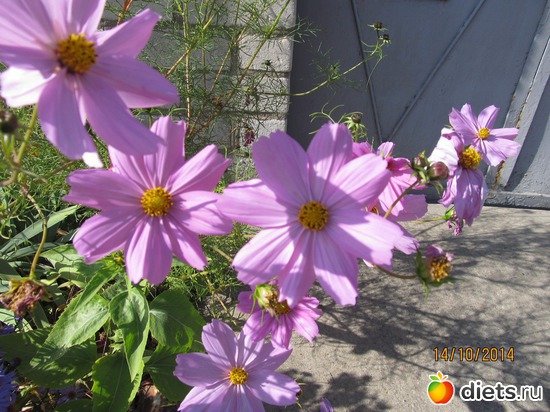 109 ����: �����-����-����� 2013 - 2015