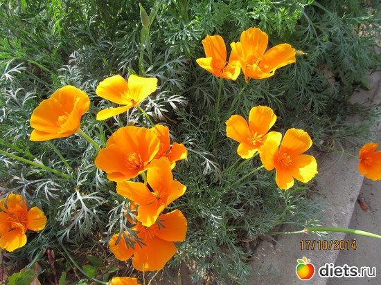 110 ����: �����-����-����� 2013 - 2015