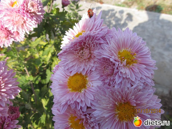 111 ����: �����-����-����� 2013 - 2015