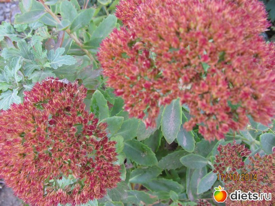 112 ����: �����-����-����� 2013 - 2015