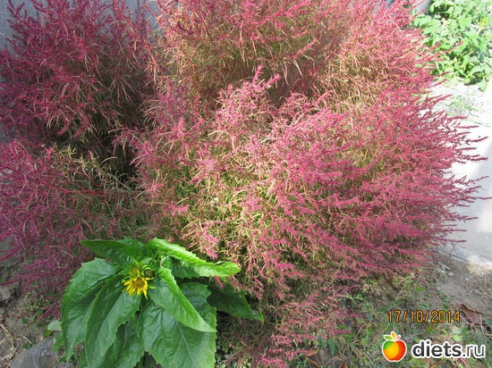 113 ����: �����-����-����� 2013 - 2015