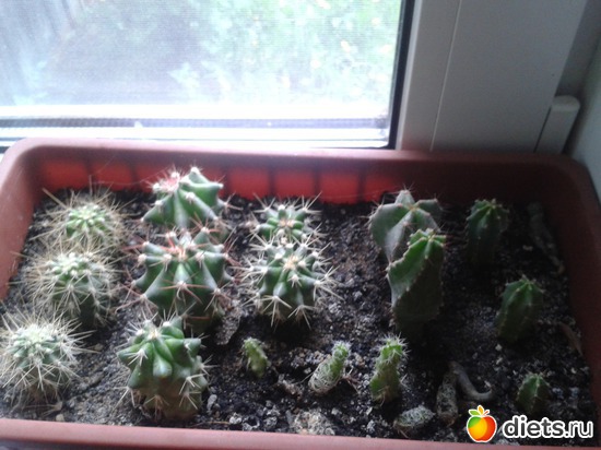 1 ����: ��� �������