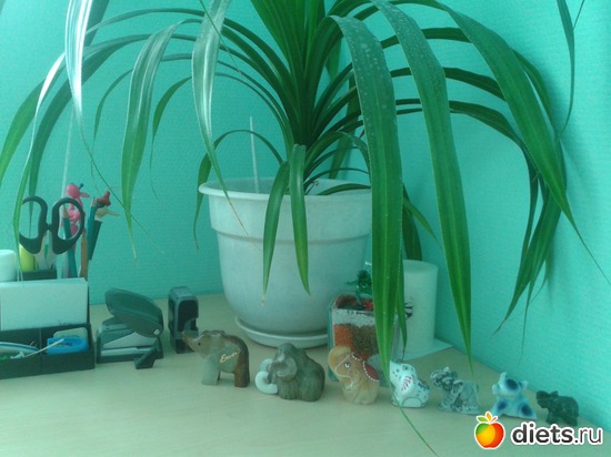 Рабочий стол, альбом: Фото