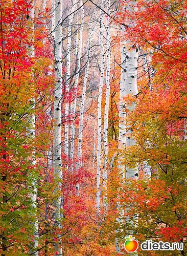 13 фото: Осень