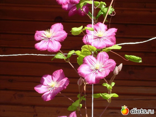 1 фото: Растения на даче