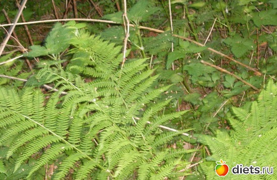 2 фото: Растения на даче