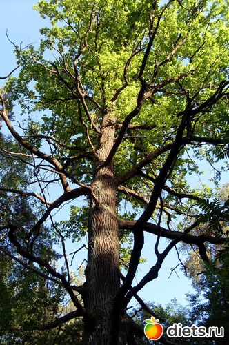 3 фото: Растения на даче