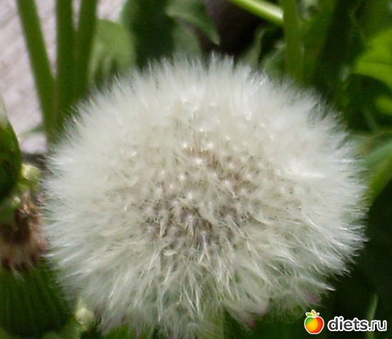 4 фото: Растения на даче