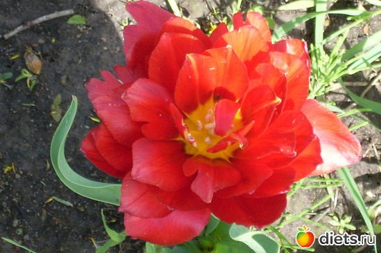 5 фото: Растения на даче