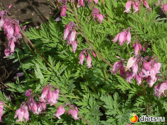 7 фото: Растения на даче