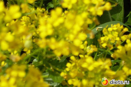 9 фото: Растения на даче