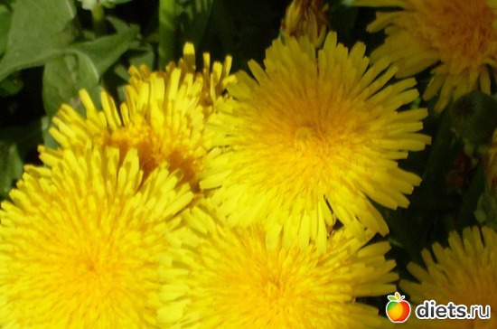 10 фото: Растения на даче