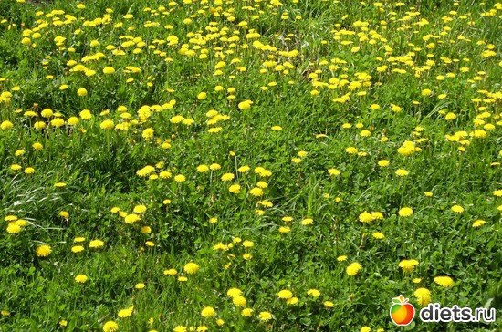 11 фото: Растения на даче